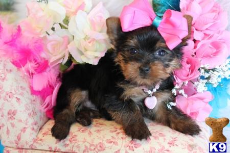 Puppies in Miami